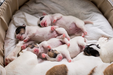 newborn puppies breed jack russel terrier sleeping