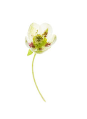 hellebore flower on the white