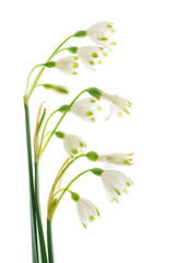 snowdrop flowers on the white