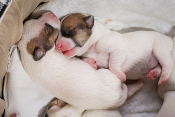 newborn puppies breed jack russel terrier sleeping