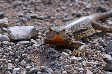 Agama passing gravel road at Northern territory outback. Grey small and big stones. Orange and brown spikes.Sharp claw. Hypnotic eyes. Head of Agama.