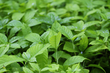 green leaves background