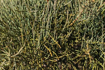 Equisetum Arvense plant in the mountain