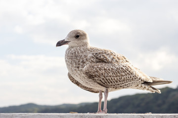 Closeup of seagull bird standing next to water