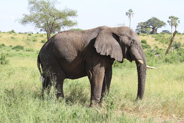 Naklejka na ściany i meble Elephant standing in a field