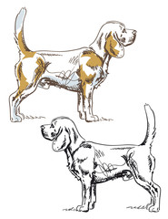 Hand drawn Beagle dog vector illustration