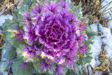 beautiful ornamental cabbage covered by snow