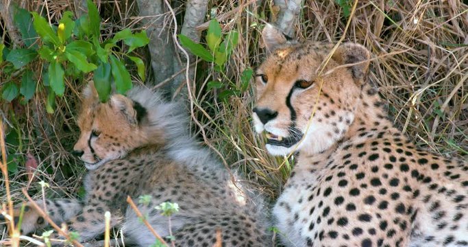Female Cheetah & Cub; Maasai Mara 5th Sept 16; Maasai Mara, Kenya, Africa