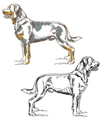 Hand drawn Rottweiler dog vector illustration