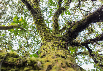 Looking up a giant moss tree in a rainforest with bokeh on the background, thailand