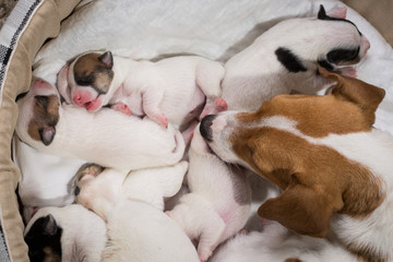 dog feeds the puppies,  Jack Russell Terrier