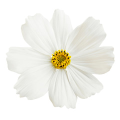 Beautiful white cosmos flower isolated on white background.