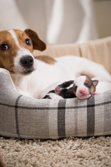 dog feeds the puppies,  Jack Russell Terrier