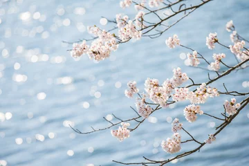 Fleecedeken met foto 琵琶湖と桜 © to.ot