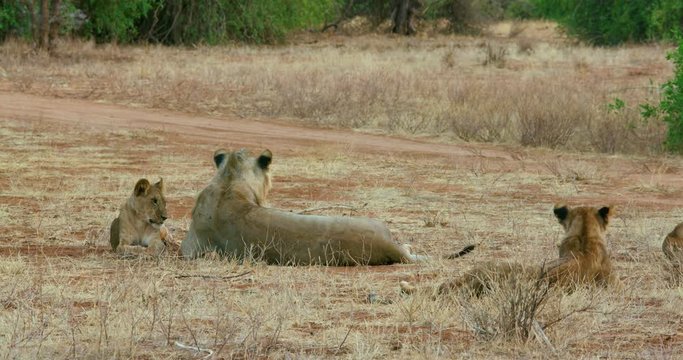 Lion Cubs & Young Father; Samburu 14 October 2016 Pm; Samburu, Kenya, Africa