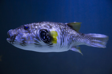 サザナミフグ © vanhop