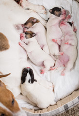 dog feeds the puppies,  Jack Russell Terrier