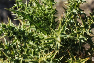 Obraz premium Silybum Marianum plant in the mountain