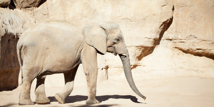 Elefante