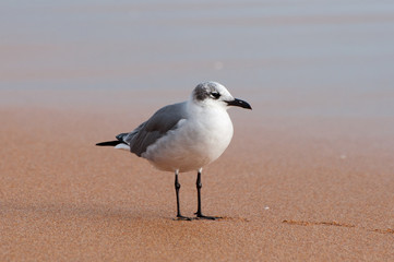A laughing gull standing on a sandy beach. © jctabb