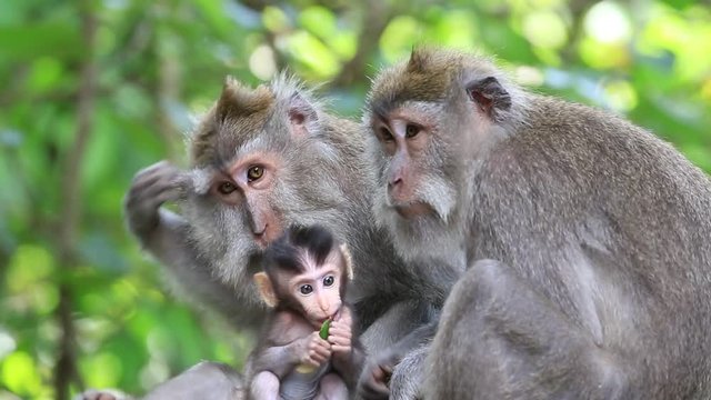 Sleeping monkey family at sacred monkey forest in Ubud, Bali, Indonesia. Close up