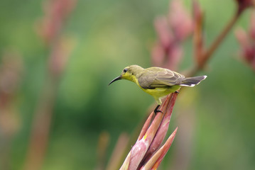 yellow bird in the nature