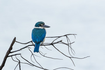 Blue kingfisher resting on branch