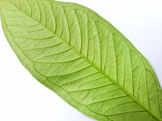 Closeup top view of green leaf on white background.