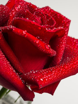 Close-up image of droplets on beautiful blooming red rose flower on white background, Selective focus and shallow DOF, Valentine day concept