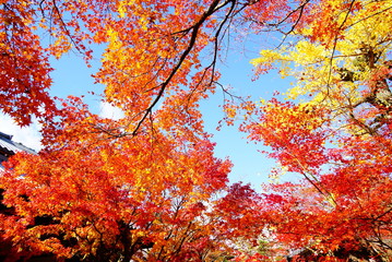 Fototapeta na wymiar 京都嵐山常寂光寺の紅葉