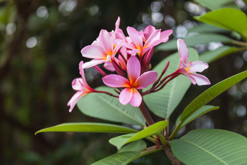 Beautiful pink frangipani (plumeria) flowers with drops of water after the rain on the tree