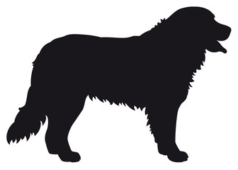 Naklejka premium Bernese Mountain dog - Vector black silhouette isolated