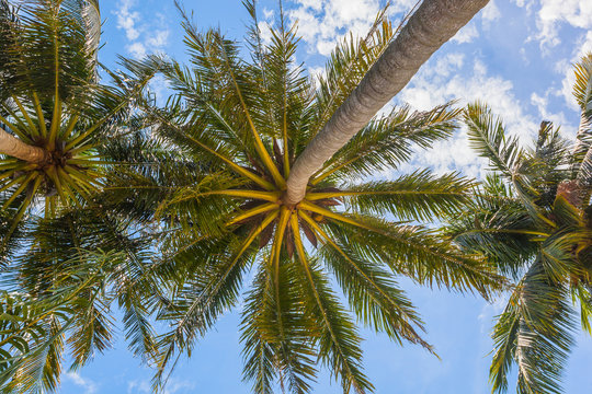 Palm crowns against clear blue sky, view from below