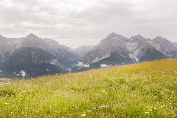 Scuol, Engadin, Unterengadin, Alpen, Graubünden, Motta Naluns, Wanderweg, Flurinaweg, Panoramaweg, Bergwiesen, Bergkräuter, Sommer, Schweiz