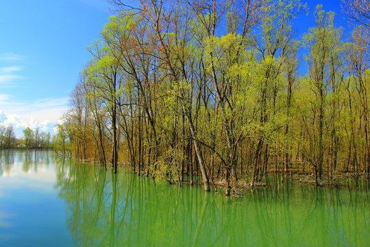 Spring flood in Nature park Lonjsko polje, Croatia