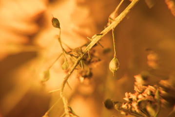 Blur background with dry brunch in macro. Floral abstract photography. Soft romantic pattern.