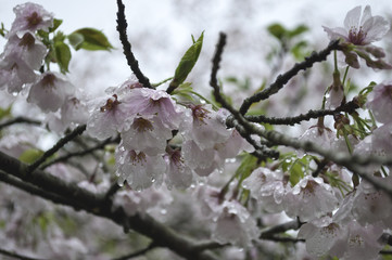 春雨に濡れる桜