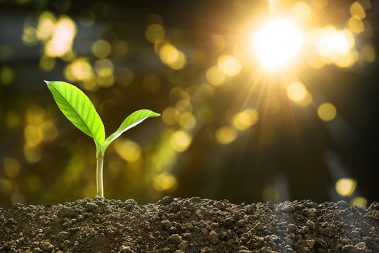 Young Plant In The Morning Light On Nature Background