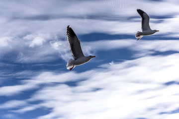 Seagulls against cloudy sky.