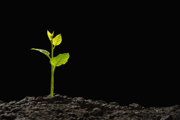 Green sprouts growing out from soil in the morning light on black background