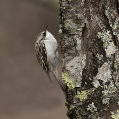 Brown Creeper ascending a tree