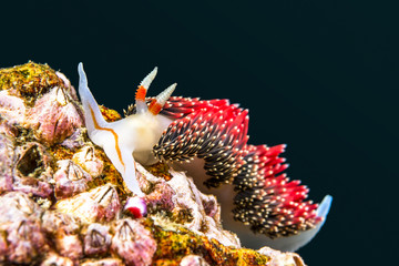 Red nudibranch snail underwater
