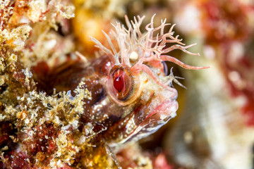 Fringehead blenny on underwater reef