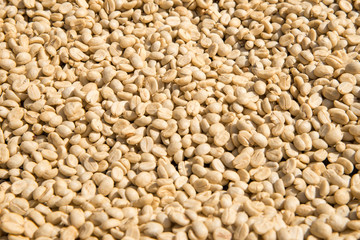 Raw Coffee beans for background.