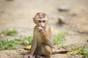 Monkeys of Monkey Hill Thailand Phuket 