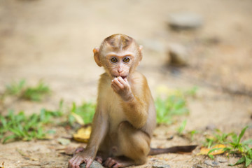 Monkeys of Monkey Hill Thailand Phuket 