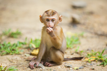 Monkeys of Monkey Hill Thailand Phuket 