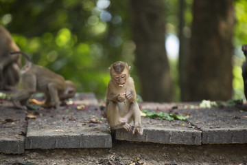 Monkeys of Monkey Hill Thailand Phuket 