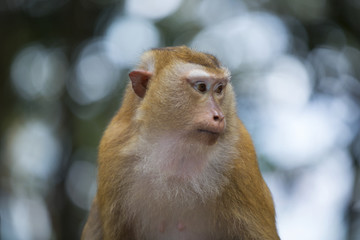 Monkeys of Monkey Hill Thailand Phuket 