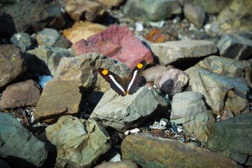 Butterfly on Rocks